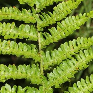  - Dryopteris oreades Fomin