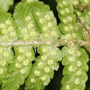 Polystichum pyrenaicum Miégev. (Dryoptéris des oréades)