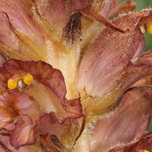 Orobanche rapum proles benthamii (Timb.-Lagr.) Rouy (Orobanche du genêt)