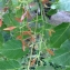  Pierre Bonnet - Ailanthus altissima (Mill.) Swingle [1916]