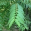  Pierre Bonnet - Ailanthus altissima (Mill.) Swingle [1916]