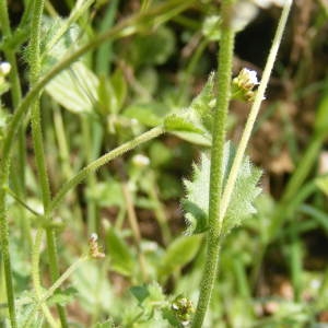 Photographie n°158711 du taxon Draba muralis L.