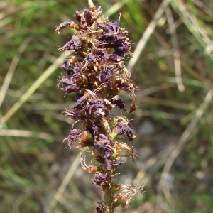  - Amorpha fruticosa L. [1753]