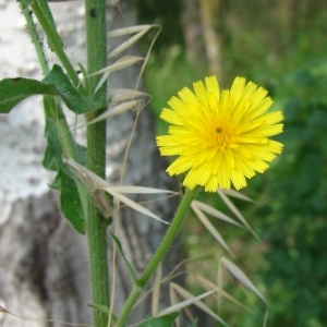 Photographie n°158742 du taxon Picris hieracioides L. [1753]