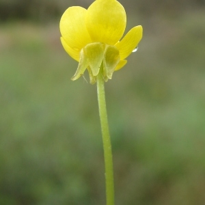 Ranunculus sardous Crantz (Renoncule de Sardaigne)