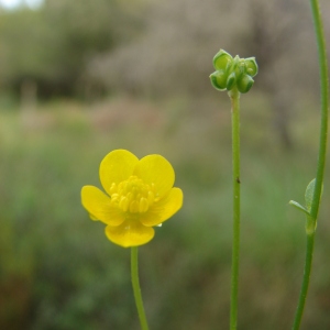  - Ranunculus sardous Crantz [1763]