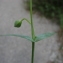  Paul Fabre - Blackstonia imperfoliata (L.f.) Samp. [1913]