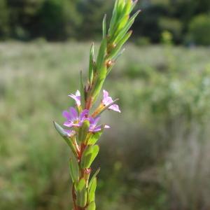Photographie n°158763 du taxon Lythrum hyssopifolia L.