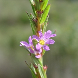 Photographie n°158767 du taxon Lythrum hyssopifolia L.
