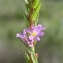  Paul Fabre - Lythrum hyssopifolia L.