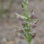  Paul Fabre - Anacamptis coriophora subsp. fragrans (Pollini) R.M.Bateman, Pridgeon & M.W.Chase [1997]