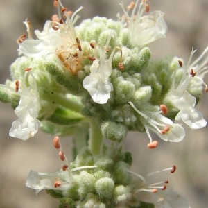 Teucrium alphonsii Sennen (Germandrée des dunes)