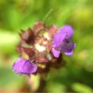 Photographie n°158786 du taxon Prunella vulgaris L. [1753]