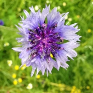 Photographie n°158793 du taxon Centaurea cyanus L. [1753]