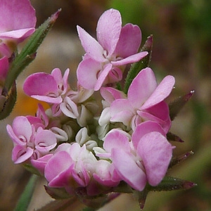 Daucus carota subsp. hispanicus (Gouan) Thell. var. hispanicus