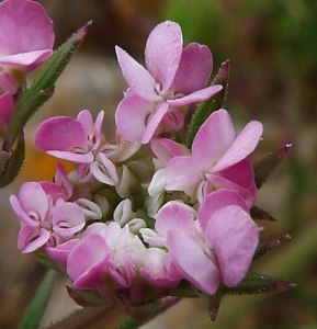 Bertrand BUI, le 14 juin 2013 (Martigues (La Couronne))