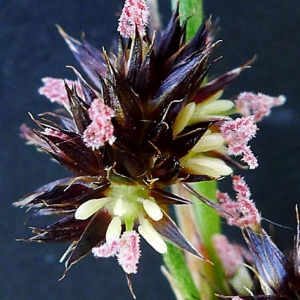 Juncus lamprocarpus var. fluitans W.D.J.Koch (Jonc à fruits brillants)