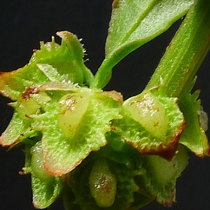 Rumex pulcher subsp. woodsii (De Not.) Arcang. (Oseille de Woods)