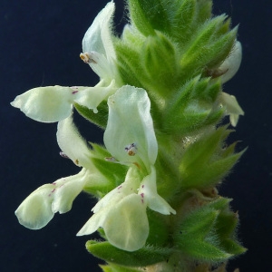 Stachys maritima Gouan (Épiaire maritime)