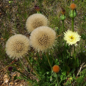 Photographie n°158829 du taxon Urospermum dalechampii (L.) Scop. ex F.W.Schmidt [1795]