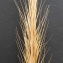  Bertrand BUI - Vulpia fasciculata (Forssk.) Fritsch [1909]