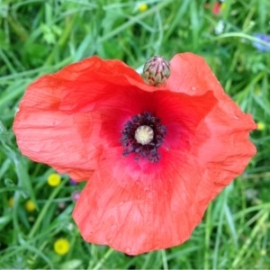 Photographie n°158834 du taxon Papaver rhoeas L. [1753]