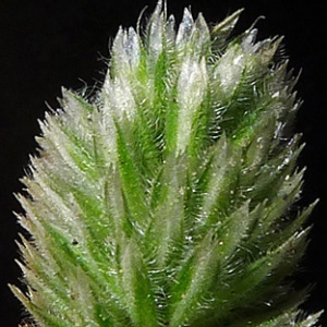 Phleum arenarium L. (Fléole des sables)