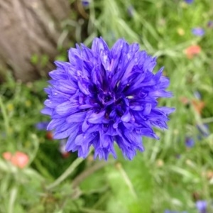 Photographie n°158847 du taxon Centaurea cyanus L. [1753]