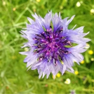 Photographie n°158927 du taxon Centaurea cyanus L. [1753]