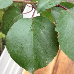Photographie n°158959 du taxon Prunus armeniaca L. [1753]