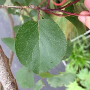 Photographie n°158961 du taxon Prunus armeniaca L. [1753]