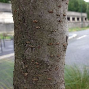 Photographie n°158962 du taxon Prunus armeniaca L. [1753]