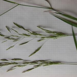 Photographie n°158981 du taxon Agrostis vulgaris With.