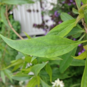 Photographie n°158995 du taxon Salix alba L. [1753]