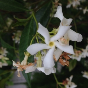 Photographie n°158999 du taxon Trachelospermum jasminoides (Lindl.) Lem. [1851]