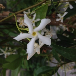 Photographie n°159000 du taxon Trachelospermum jasminoides (Lindl.) Lem. [1851]