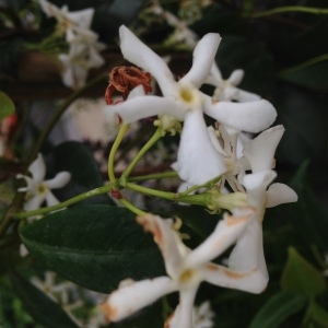 Photographie n°159001 du taxon Trachelospermum jasminoides (Lindl.) Lem. [1851]