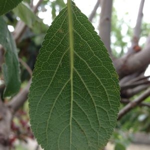 Photographie n°159050 du taxon Prunus domestica L. [1753]