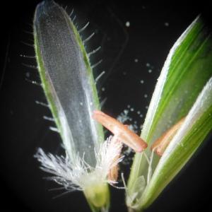 Bromus agrarius subsp. diffusus (Dumort.) K.Richt. (Brome confondu)