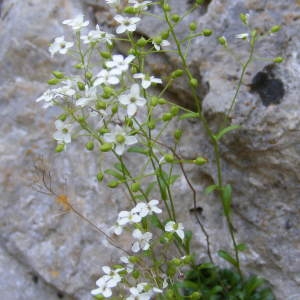 Photographie n°159072 du taxon Kernera saxatilis (L.) Sweet [1827]