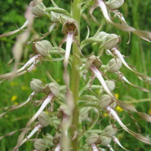 Photographie n°159073 du taxon Himantoglossum hircinum subsp. hircinum