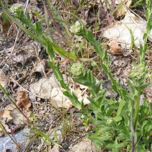 Photographie n°159078 du taxon Lepidium campestre (L.) R.Br. [1812]