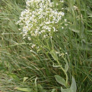  - Lepidium draba L. [1753]