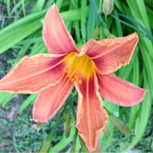 Photographie n°159080 du taxon Hemerocallis fulva (L.) L. [1762]