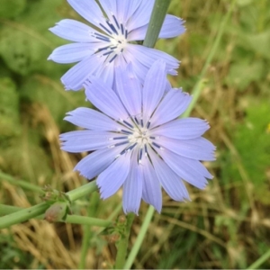 Photographie n°159090 du taxon Cichorium intybus L. [1753]