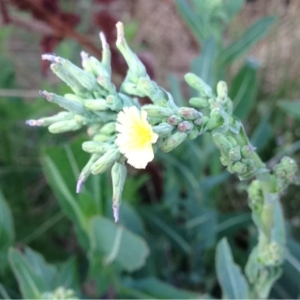 Photographie n°159096 du taxon Lactuca serriola L. [1756]