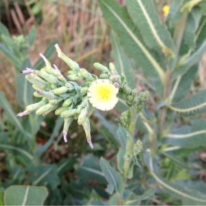 Photographie n°159097 du taxon Lactuca serriola L. [1756]