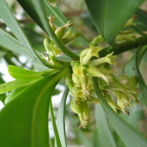 Photographie n°159113 du taxon Daphne laureola L. [1753]