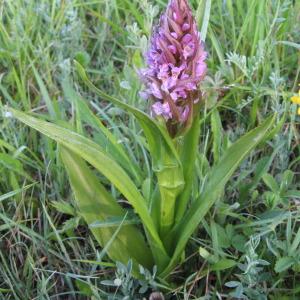 Photographie n°159117 du taxon Dactylorhiza incarnata subsp. incarnata