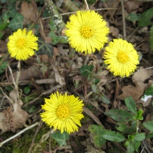 Photographie n°159118 du taxon Tussilago farfara L. [1753]